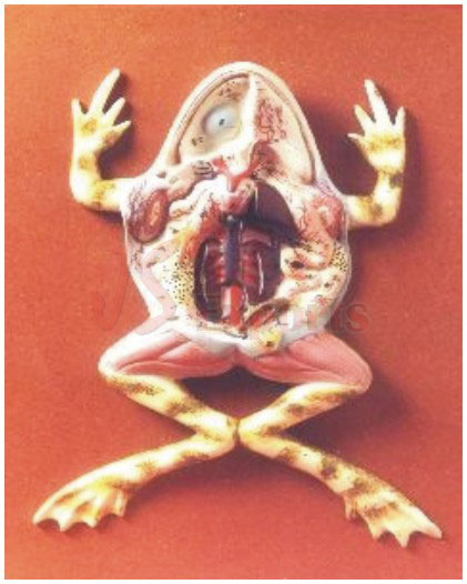 FROG DISSECTION